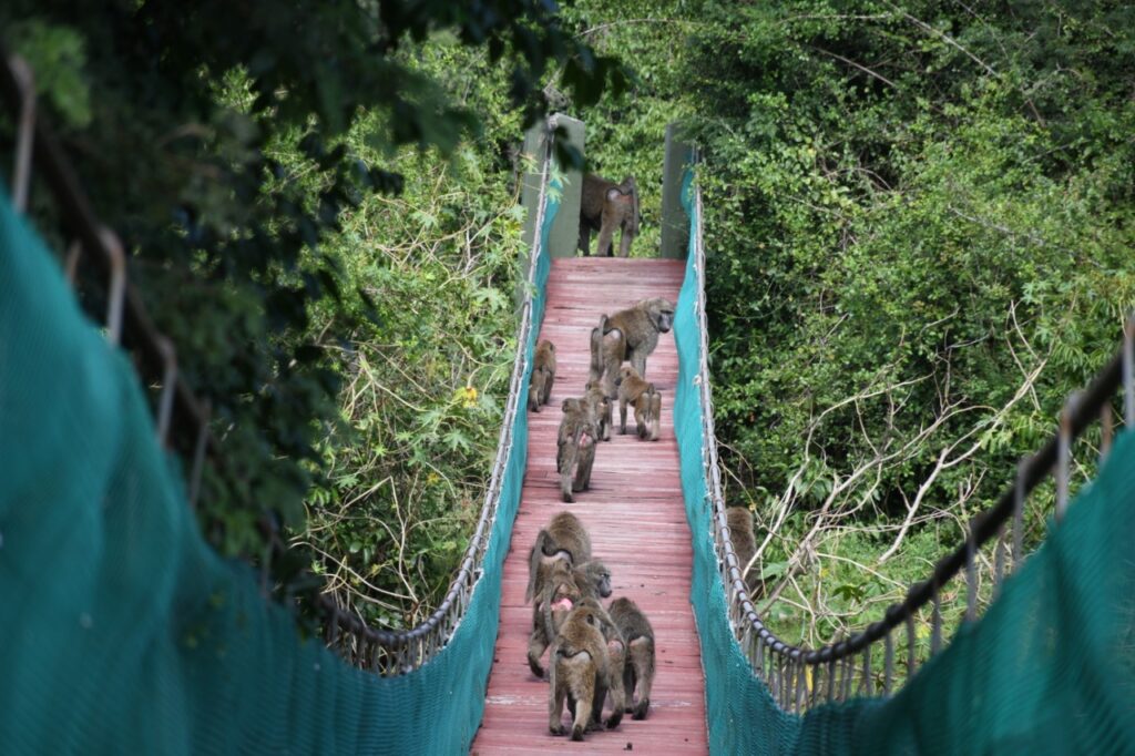 Monkeys