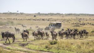 Wild Beast Migration Masai Mara