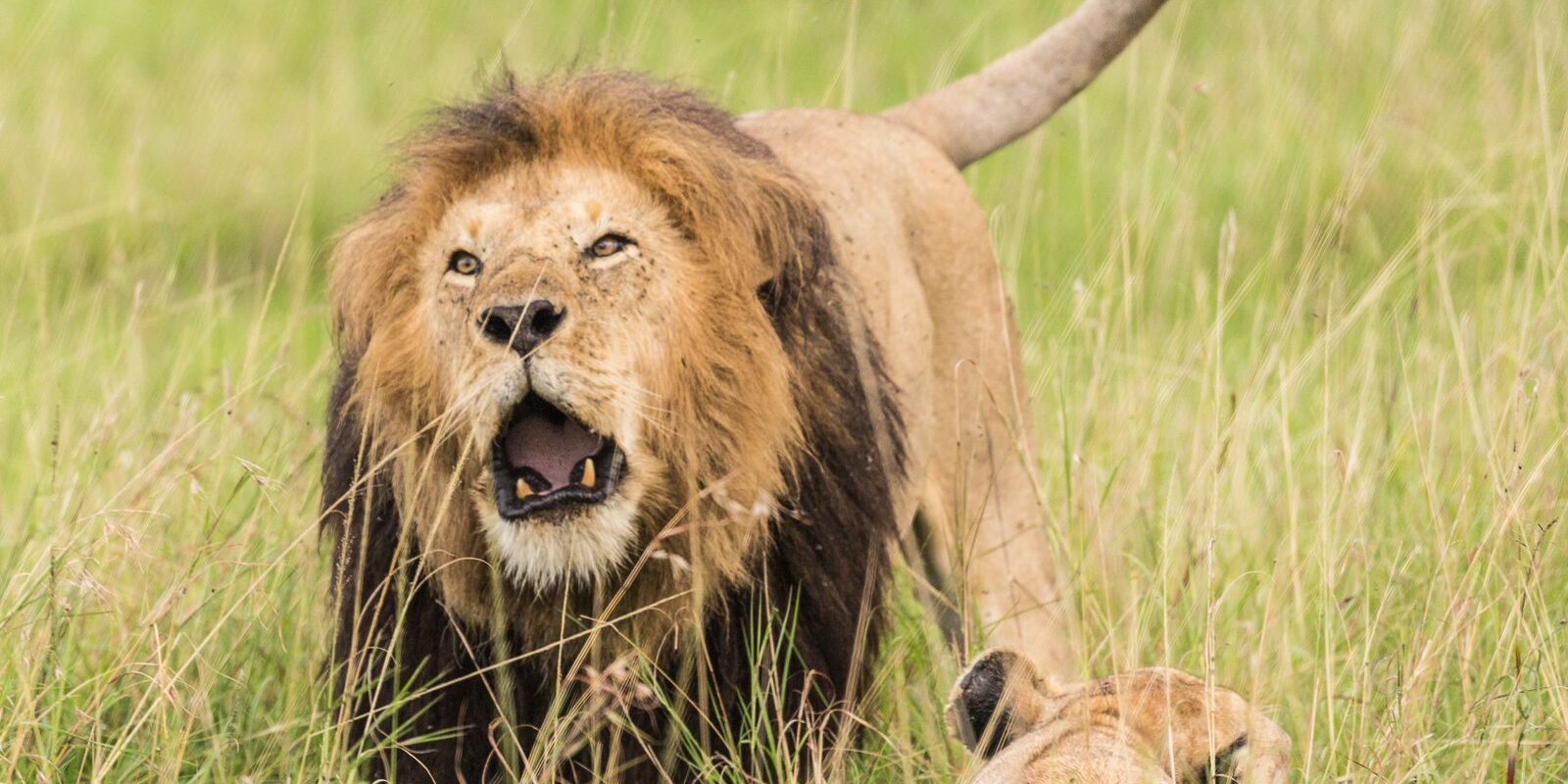 Lions