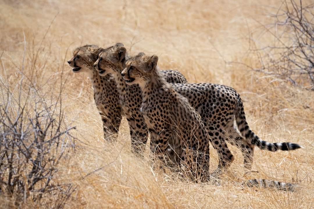 Leopards